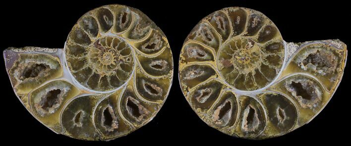 Cut & Polished, Agatized Ammonite Fossil - Jurassic #53811